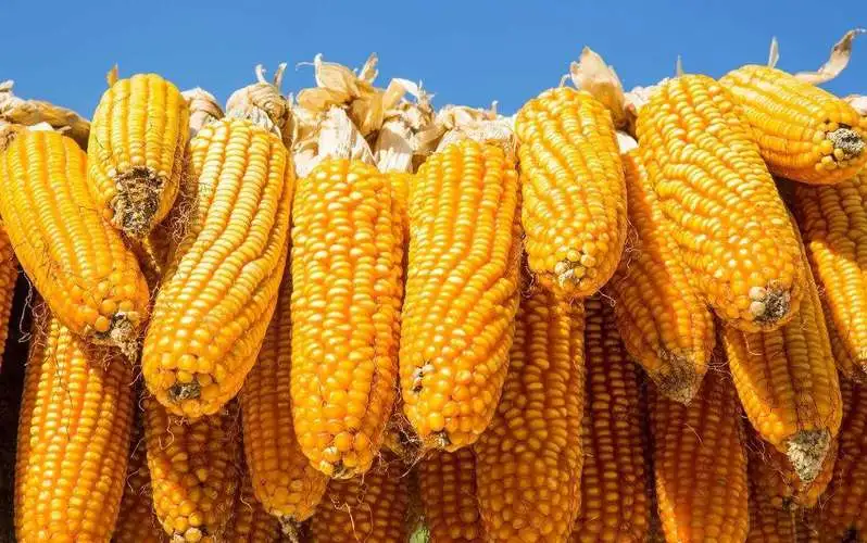 天勤粒粒净新鲜有机真空包装甜糯玉米棒10支*1箱杂粮零食