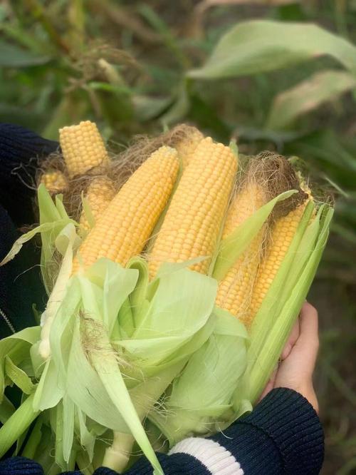 玉米糯玉米棒新鲜现摘真空装包加热即食有机香甜黏糯苞米