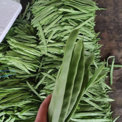 山东聊城精品扁豆