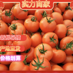 精品硬粉西红柿暖棚果上市